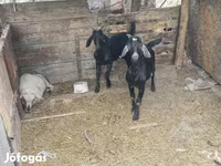 Bak, Kecskék — 2. fotó