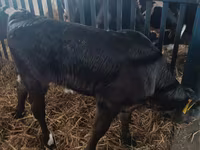 母牛, Limousin cow — 照片 5