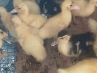 Ducks — Foto 2