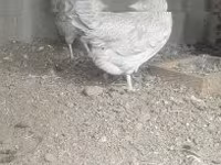 Poule danoise — photo 5