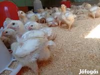 Chickens — الصورة 1