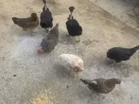 Chickens — photo 2