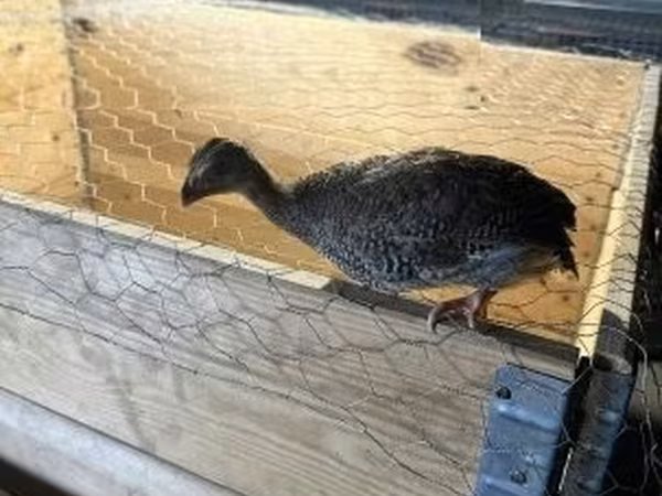 Guinea fowl — Maďarsko