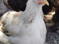 Bantam Pekín — foto 4