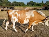 Tehén, Simmental cattle — 6. fotó