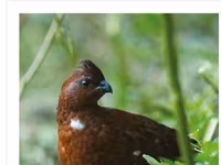 Guinea fowl — Foto 5