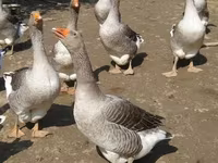 Geese — 1. fotó