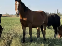 فرس, الخيول — الصورة 2