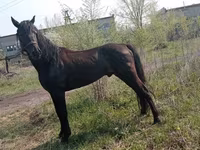 At, Altai horse — foto 5