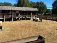 Kos, Merino sheep — 1. fotó