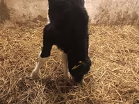 Cow, Cattle — photo 3