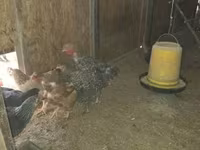 Chickens — 照片 2