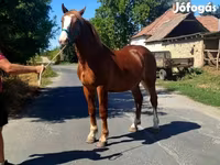 Hing, Lovak — 3. fotó