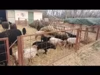 Schaf, Racka sheep — Foto 2