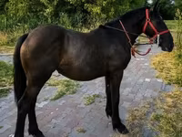 Kanca, Lovak — 2. fotó