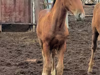 فرس, Thoroughbred horse — الصورة 4