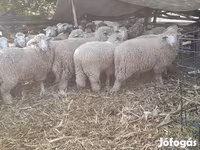 Oveja, Ovejas — foto 2
