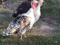 Turkeys — الصورة 1