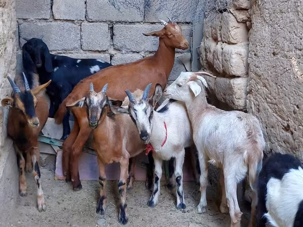 Koza, Alpine goat