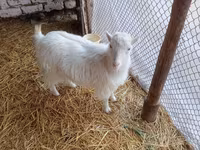 عنزة, Saanen goat — الصورة 1