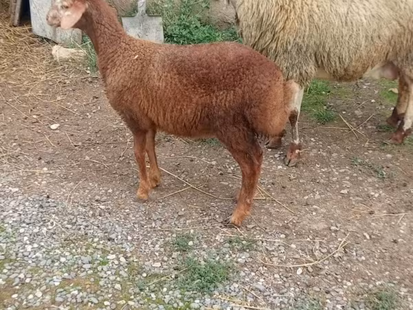 Brebis, Moutons