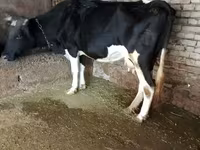 Touro, Russian Black pied cattle — foto 5