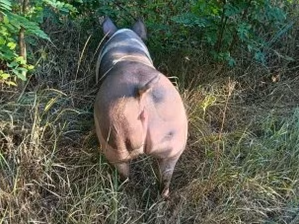 Sow, Пьетрен