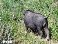 Boar, Вьетнамская вислобрюхая — photo 1