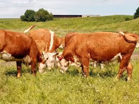 गाय, Swiss cattle — फ़ोटो 6