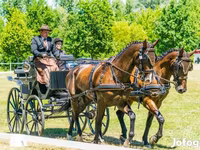 حصان, Hungarian horse breed — الصورة 8