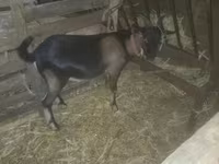 Bak, Kecskék — 2. fotó