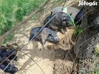 Boar, Вьетнамская вислобрюхая — photo 4