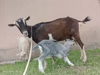 Nőstény kecske, Alpine goat — 5. fotó