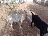Goat, Goats — photo 1