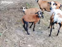 Ram, Cameroon sheep — photo 1