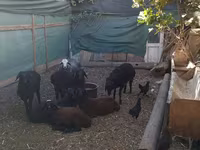 Ram, Arabi sheep — photo 2