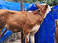 Tehén, Simmental cattle — 2. fotó