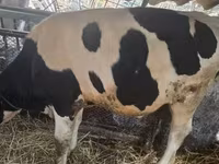 Bull, Holstein breed — photo 2