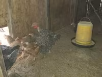Chickens — الصورة 2