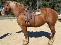 Caballo, Belgian Draught — foto 5