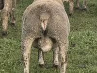 Carneiro, Ile-de-France sheep — foto 5