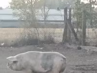 母猪, Pigs — 照片 1