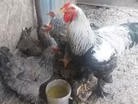 براهما — الصورة 5