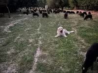Schaf, Racka sheep — Foto 4