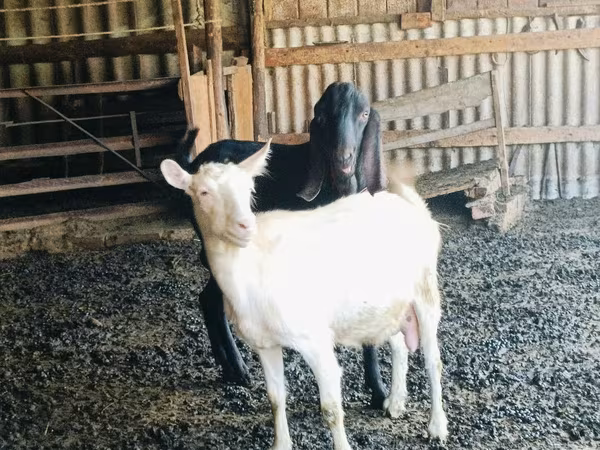 تيس, Kamori goats