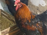 براهما — الصورة 1