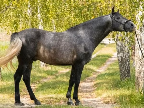 公马, Andalusian horse