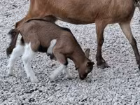 公山羊, Goats — 照片 2
