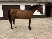 公马, Hungarian horse breed — 照片 2