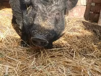 Boar, Вьетнамская вислобрюхая — photo 2